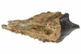 Rooted Triceratops Tooth - South Dakota #70141-3